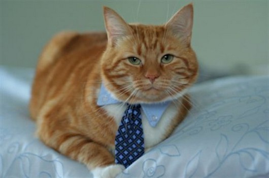 cats with ties, cats wear ties, cats in ties, cats wearing ties, tie-wearing cats, cute cat pictures