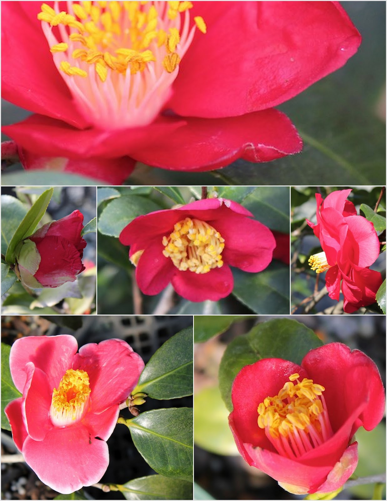Red House Garden: Search For a Red Camellia - Camellia Forest Nursery