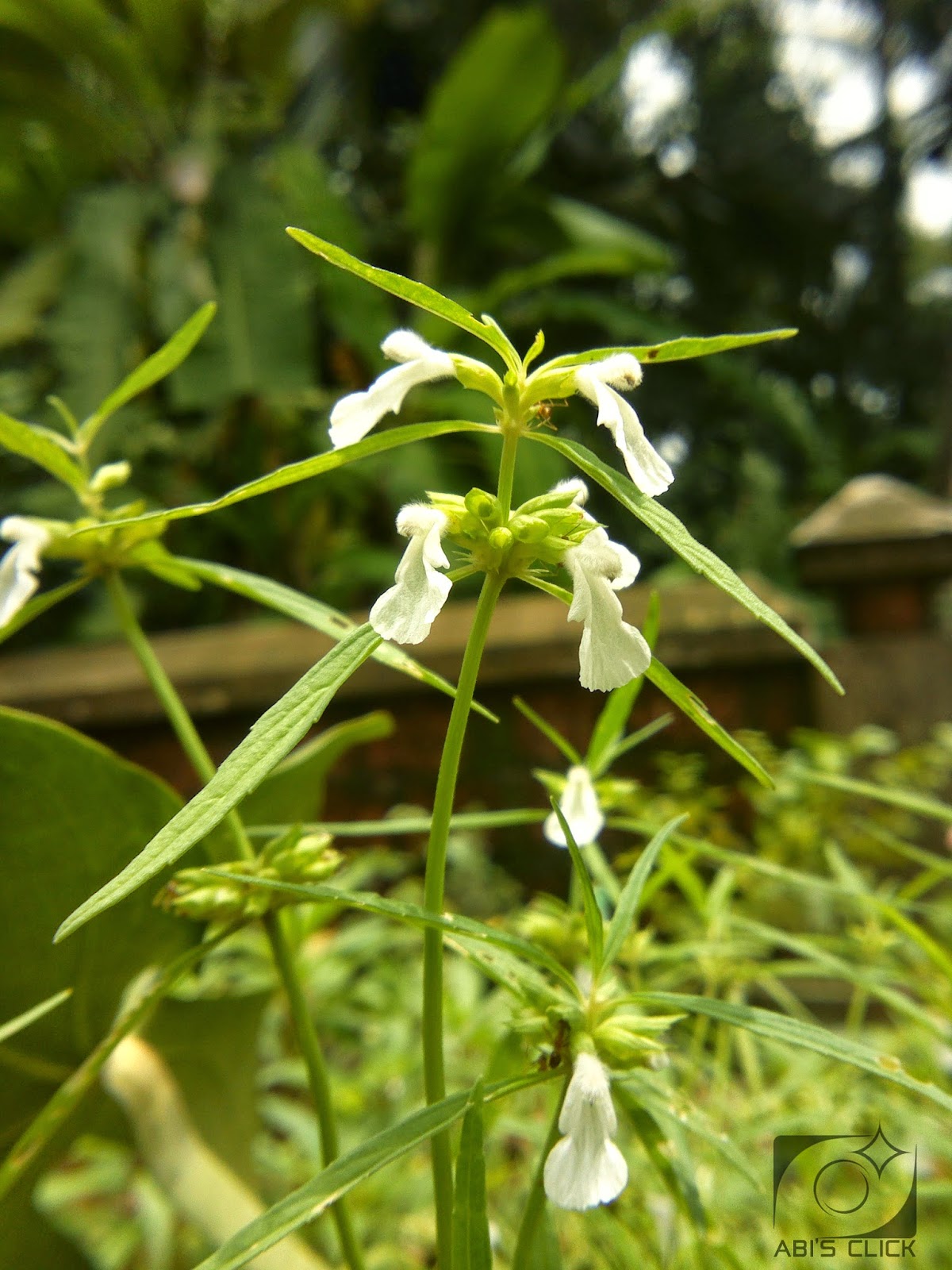 Kerala Flowers Leuca Indica (തുമ്പ) Thumba