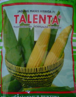 bibit jagung manis hibrida talenta bibit unggul bibit jagung manis hibrida talenta bibit unggul