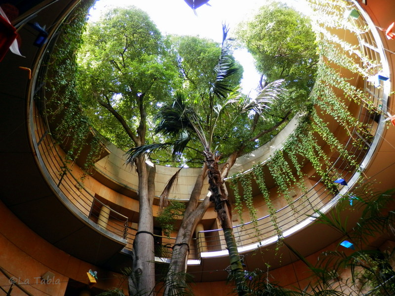 El almez en el patio del Botánico