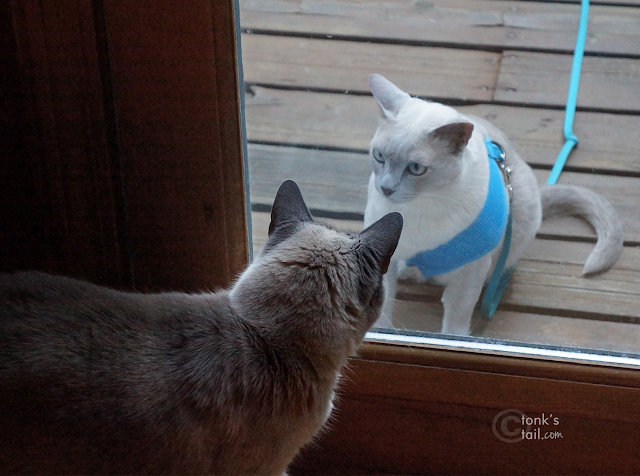 Faraday asks Maxie to LET HIM IN.