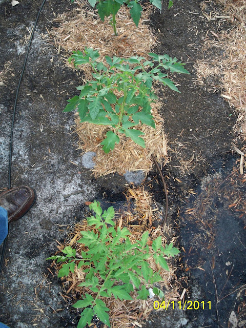 Florida Outdoor Backyard Hydroponic Greenhouse