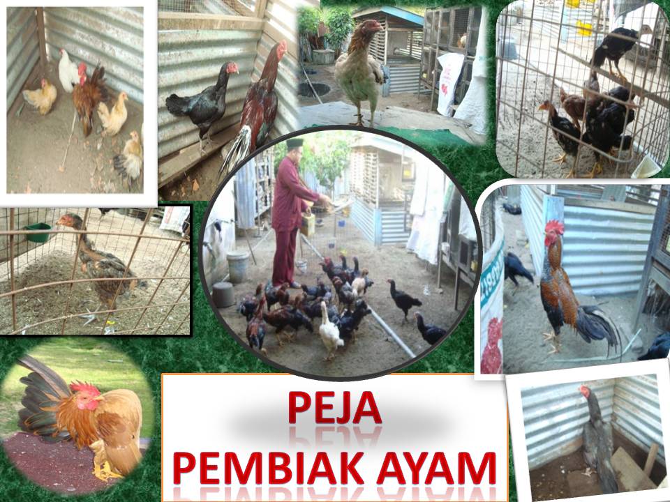 PEMBIAK BAKA AYAM SERAMA DAN AYAM SIAM