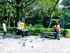 Birds feeding Aletheia University Tamsui