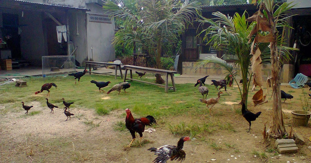 LAGAFARM PEMBAKA AYAM SABUNG PAMA ORI TUNJUK BAKAT