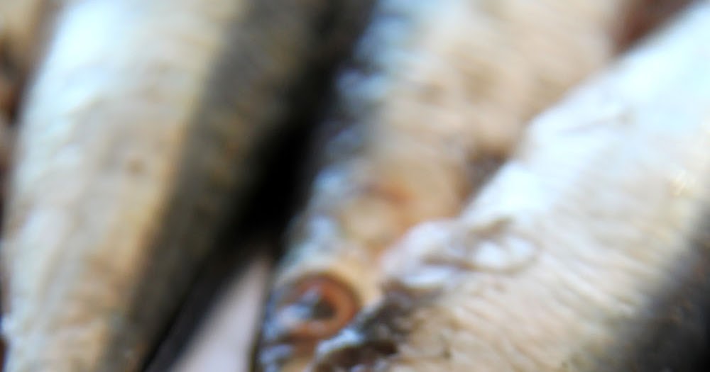 squisitoO! Sarda sotto sale Sardines sous sel
