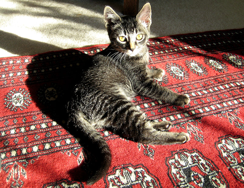 ticked tabby with residual classic markings ticked tabby with residual classic markings