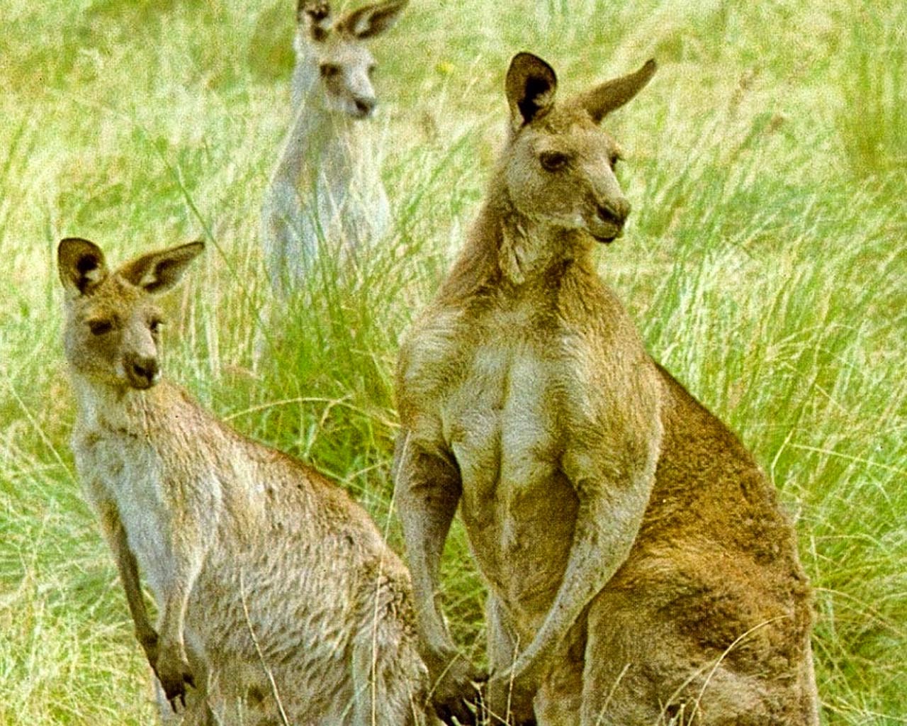 Australian kangaroo Animal Pics On The World
