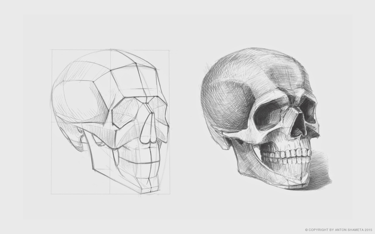 Skull Skull