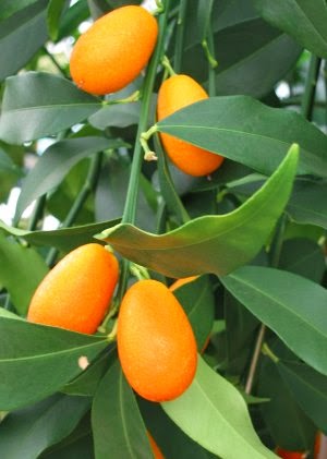 healthy round kumquat