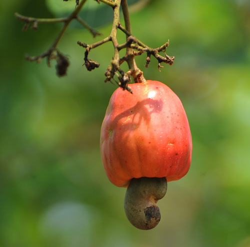 cashew apple fruit online cashew apple fruit online