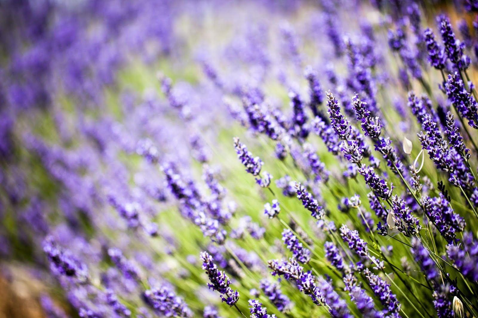 Conscious Companionship THE CALM OF LAVENDER