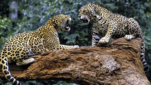 Onça-pintada Onça-pintada