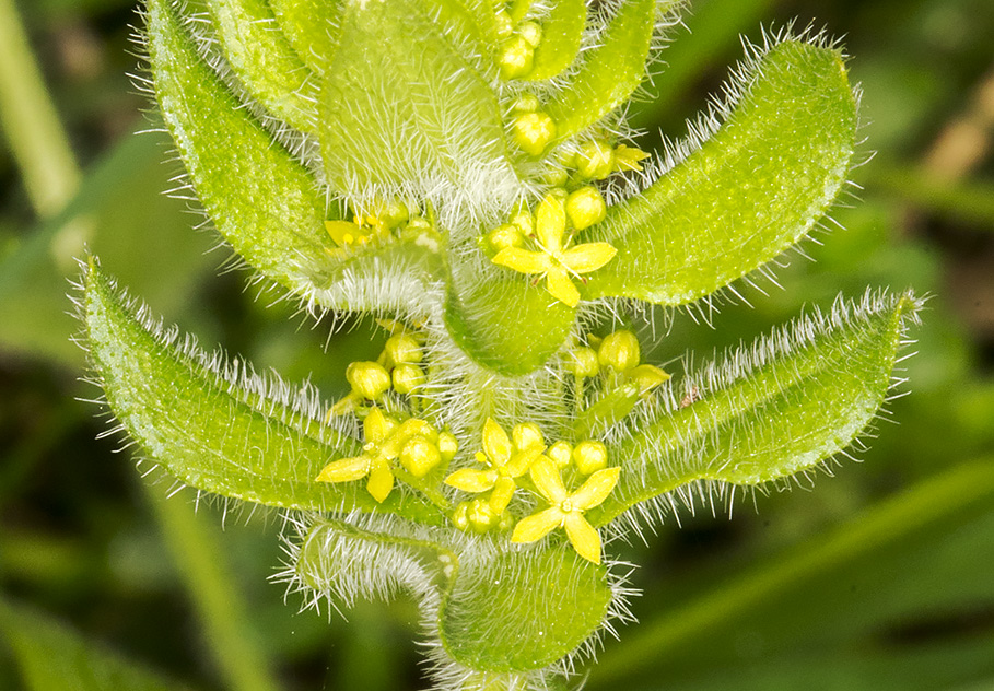 Crosswort, Cruciata laevipes, in closeup. Kemsing Down with the Orpington Field Club on 12 April 2014. Crosswort, Cruciata laevipes, in closeup. Kemsing Down with the Orpington Field Club on 12 April 2014.