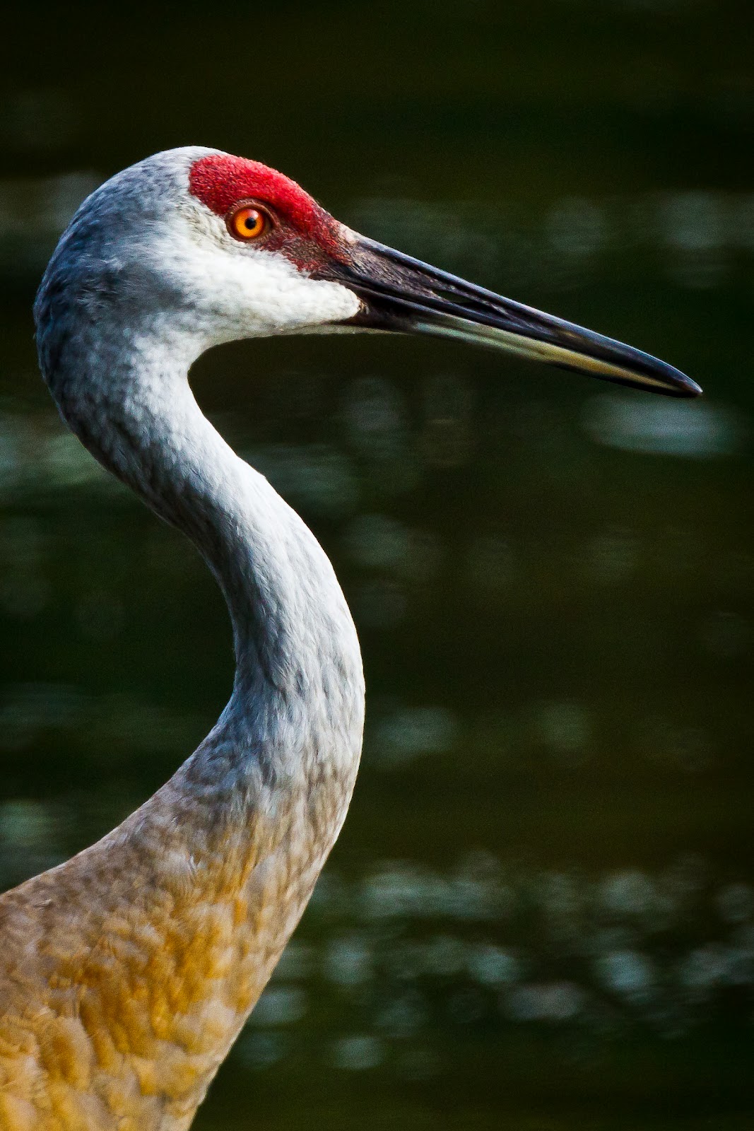 Feather Tailed Stories Sandhill Crane