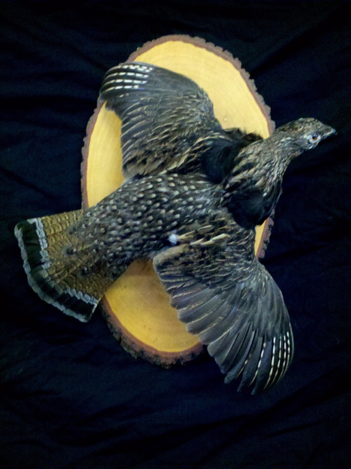 Frosty Hollow Taxidermy Birds