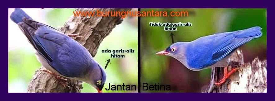 Tips Membedakan Burung Rambatan Jantan Dan Betina