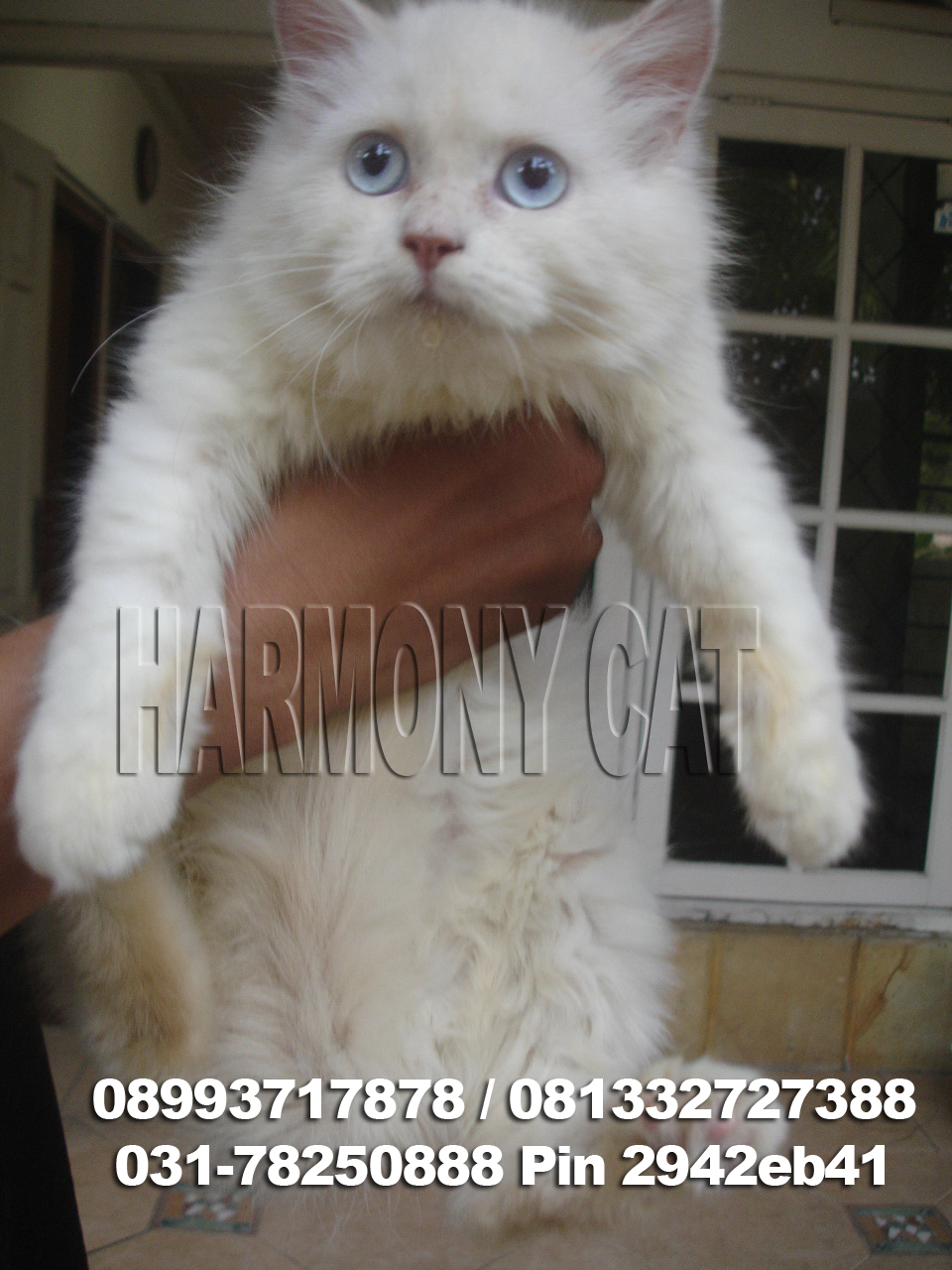 Hamster Dan Kucing Murah Surabaya Di Jual Kucing hamster dan kucing murah surabaya di jual kucing