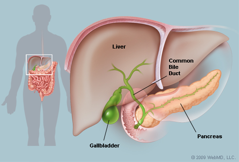 the gallbladder contracts when