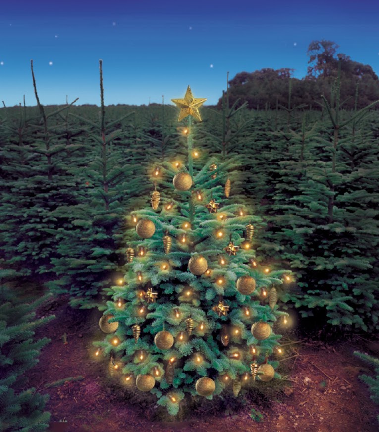 The Old Saw Christmas Traditions, Symbolism, Religious Tolerance…and