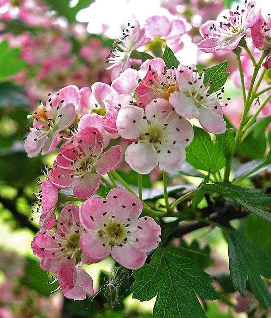 Flowers Gardens Hawthorn Flower By Wappy Al On Flickr