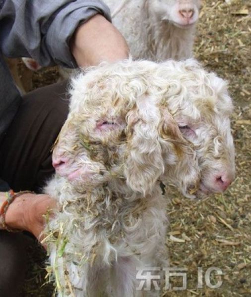 Animals with Two Heads, by PModels.blog Animals with Two Heads