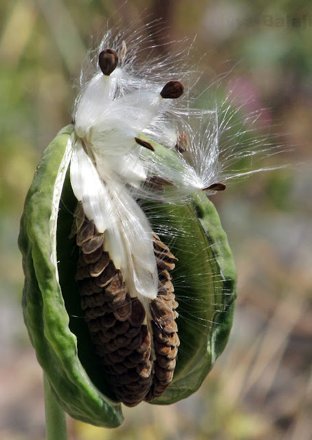 Fluffy seeds ready for dispersal by wind - plant with many seeds