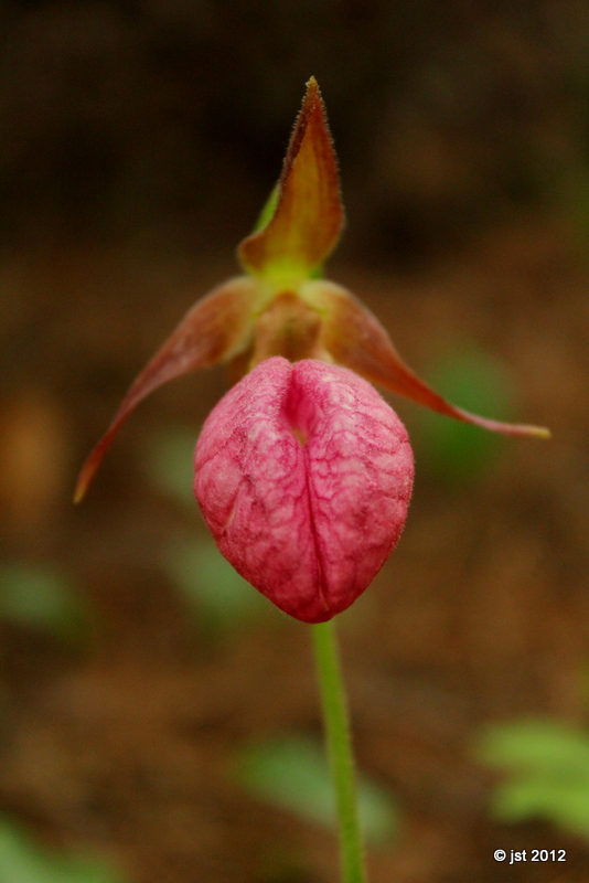 The River Wildflowers of Upper Michigan
