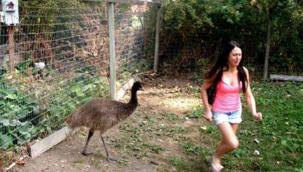 Women vs Animals Women usually like all the cute and fluffy creature, they always want to pet them... But these creatures can be not that cute. And this is what can happen, if you try to get along with them.