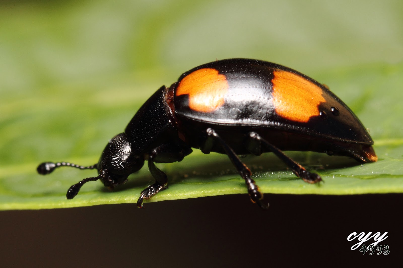 cyy4993: Fungus Beetle [Erotylidae] Episcapha Gorhami 大蕈甲虫