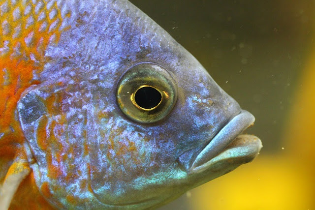 Tierfotos - Tierbilder - Fische - Fischfotos