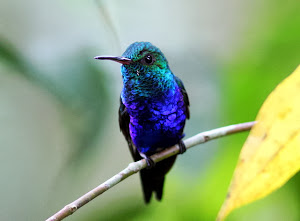 Violet-bellied Hummingbird