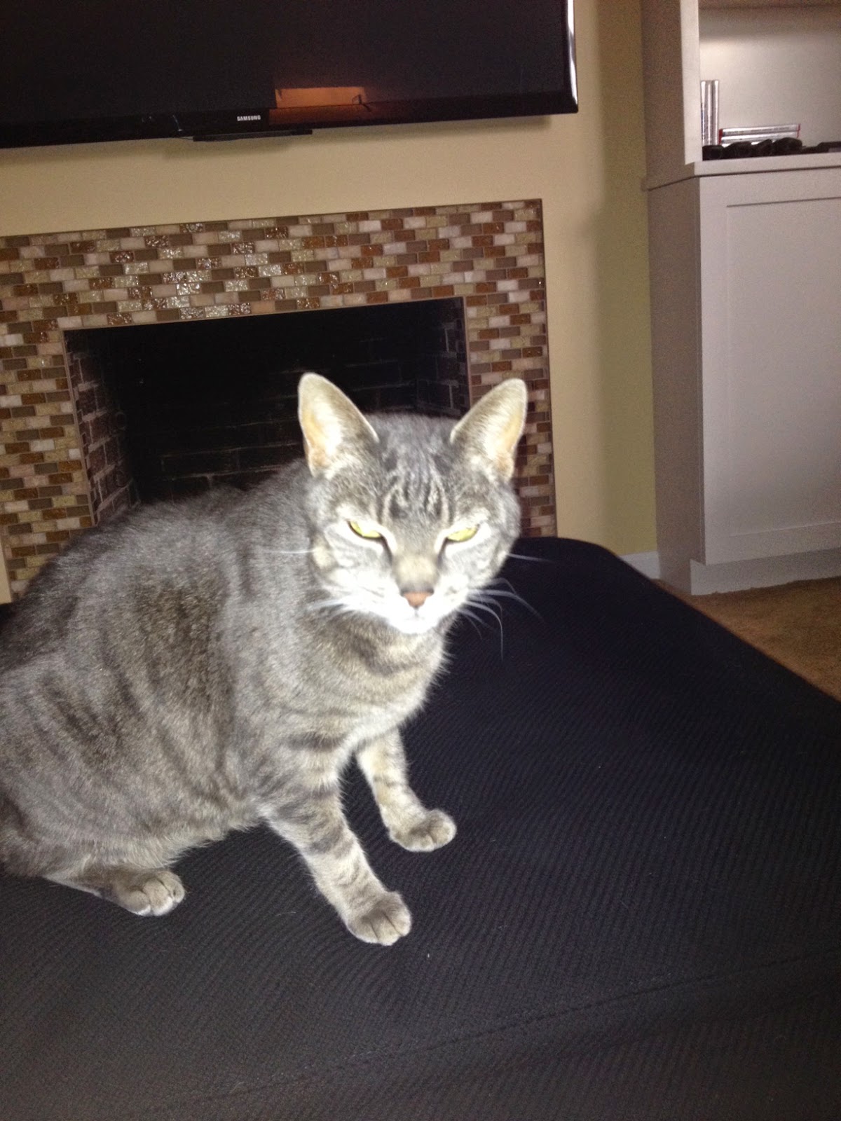 The Mechanical Potato Jack S Blog My Cats March 20