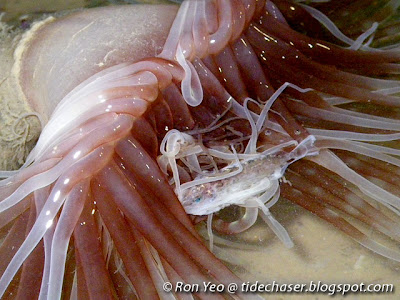 Tube anemone feeding