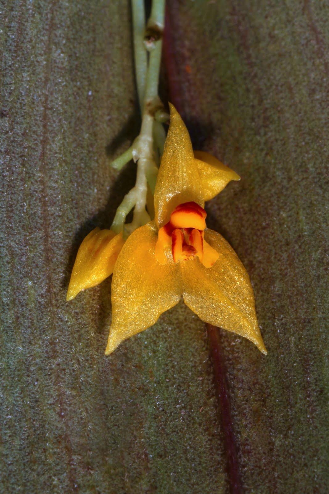Orchids in Bloom Lepanthes, Jewels of the Orchid World