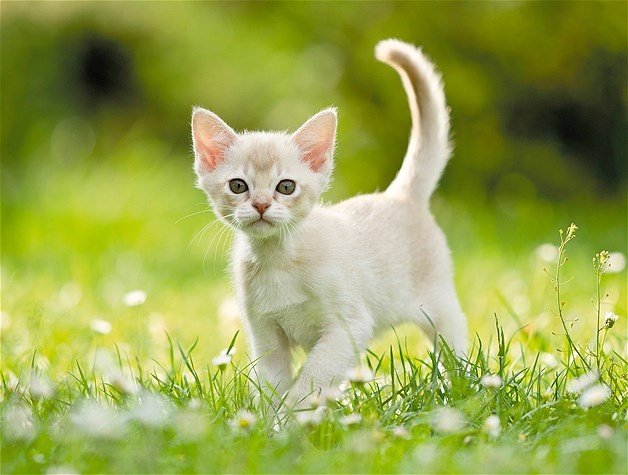 How Much Litters Can A Cat Have How Much Litters Can A Cat Have