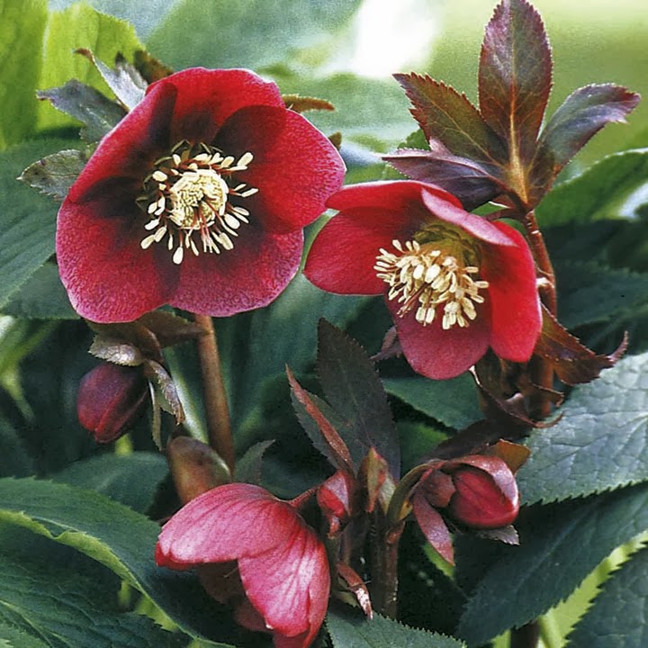Flower Homes Christmas Rose Flowers