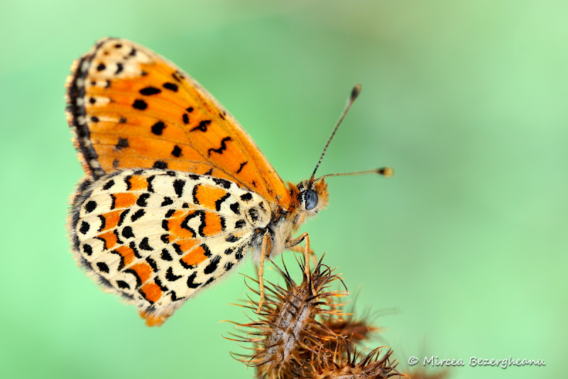 Fotografia lunii AUGUST Melitaea+aetheri_002