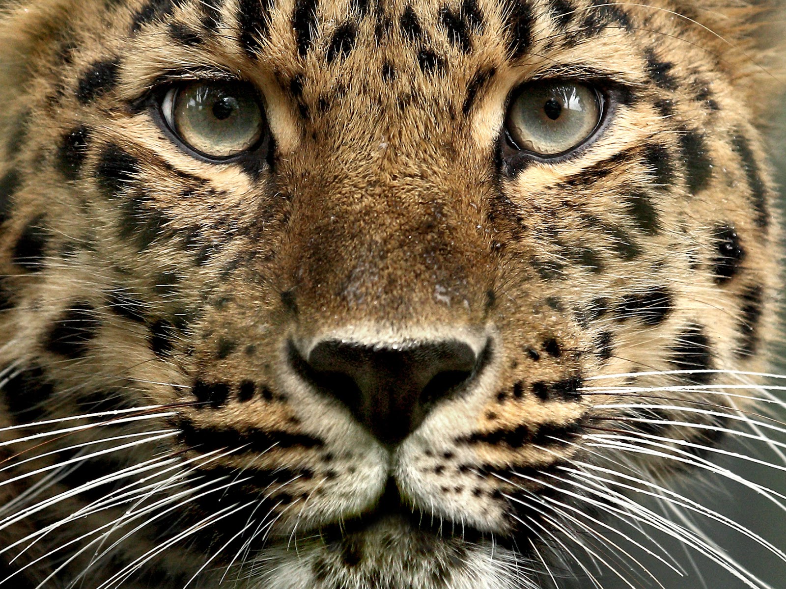 Natureza: Leopardo de Amur
