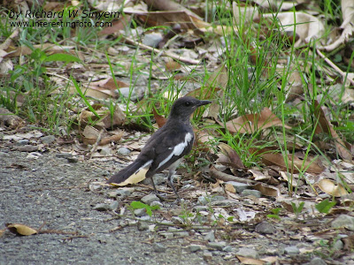 Bar-Winged Flycatcher Shrike