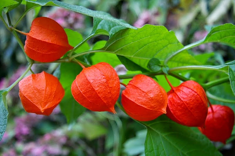 Chinese Lantern Flower An invasive domineer Simon