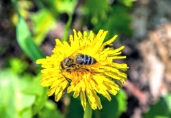 Aprender de las abejas para organizar mejor el tráfico