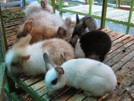 7 Peluang Usaha Yang Jarang Di Lirik Oleh Orang 7 Peluang Usaha Yang Jarang Di Lirik Oleh Orang