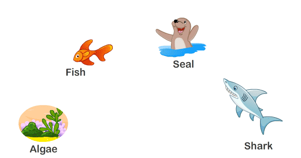 Kids Page: Animal Food Chain Life Cycle | Printable Biology Worksheet