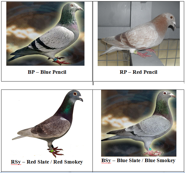 Merpati Pos Indonesia Standarisasi Pengkodean Warna Pada Merpati Pos