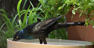 Photograph of Common Grackle by Darla Sue Dollman