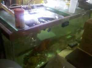 Giant Aquariums: 300 Gal.