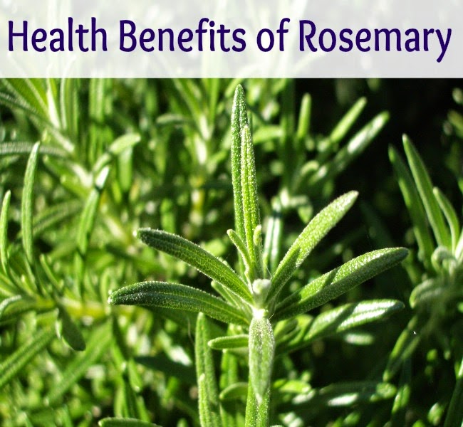 Health Benefits of Rosemary Medi Craze