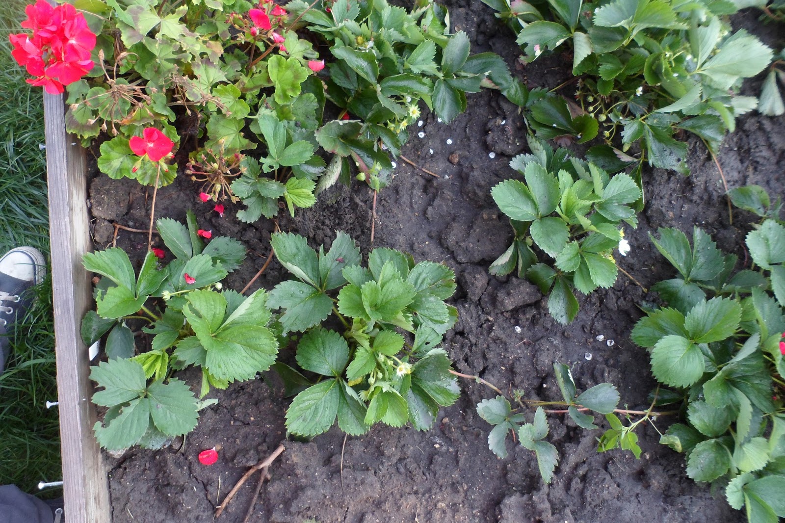 The Perennial Agriculturalist strawberries, stolons, and